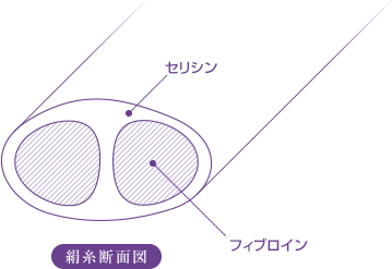 絹糸断面図を見てみると、繊維状の「フィブロイン」と、そのフィブロインの周りを取り囲む糊のような成分「セリシン」の2種類のタンパク質から構成されていることがよくわかります。